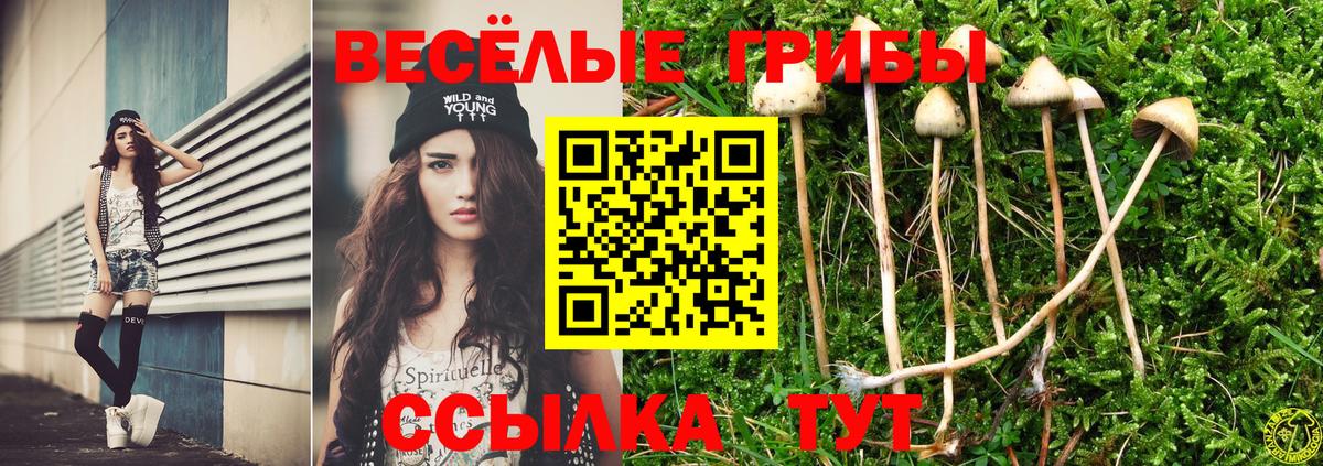 Галлюциногенные грибы GOLDEN TEACHER  Галлюциногенные грибы прущие грибы  Вход с VPN  Кудрово 